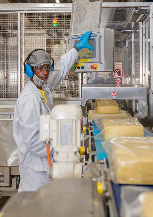 Productiemedewerker bedient de productielijn in een kaasfabriek.